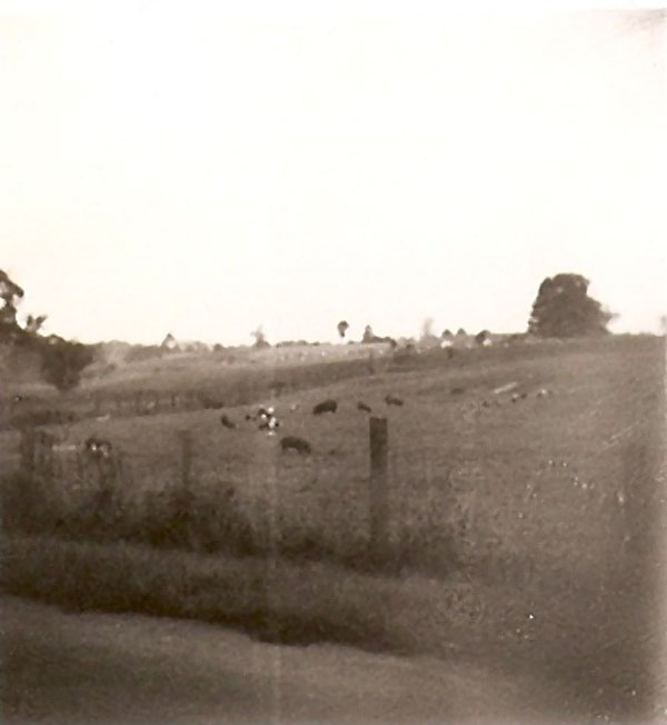 Unknown Pigs