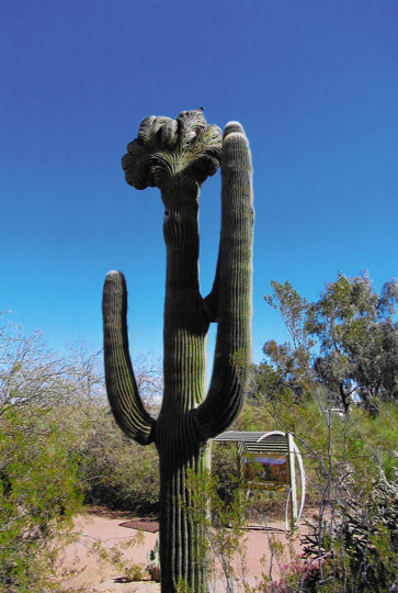 Crested Saguaro at Phoenix Desert botanical Garden