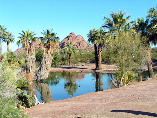 Lunch at a Desert Oasis in Papago Park