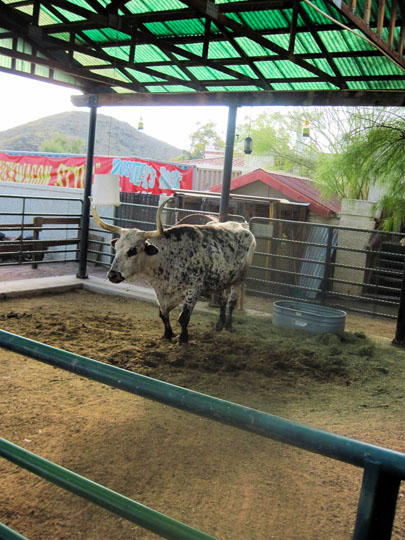 Rustlers Roost Longhorn at Entrance