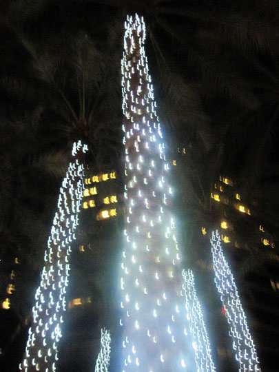 Dinner at Canyon Cafe Arizona Center Palm Trees