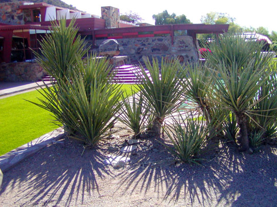 Spring Training Morning Sightseeing at Taliesin West