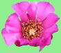 Cincinnati Reds Spring Training Schedule Archive - Cane Cholla Blossom