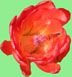 Cincinnati Reds 2014 Baseball Spring Training Schedule& Scores - Claret Cup Blossom
