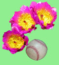 2026 Spring Training Travel Packages in Phoenix, Arizona 202 Spring Training Travel Packages in Phoenix, Arizona