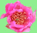 Cincinnati Reds 2017 Cactus League Spring Training Schedule & Scores - Prickly Pear Cactus Blossom