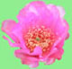 Cincinnati Reds Spring Training Schedule Archive - Prickly Pear Blossom