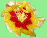 Cincinnati Reds Spring Training Schedule Archive - Prickly Pear Blossom