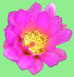 Cincinnati Reds 2016 Cactus League Spring Training Schedule & Scores - Strawberry Hedgehog Blossom